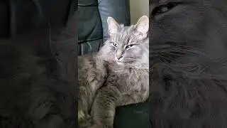 Cute Kitty Getting Comfy ❤🐈 #cat #kitty #shorts #cutecat #pretty #mainecoon #pets #relaxing #calm