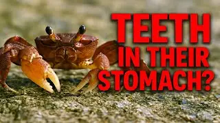 Crabs Have Teeth In Their Stomach?!