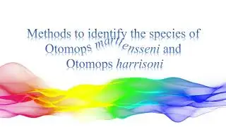 Taxonomic Status and Distribution species of Otomops