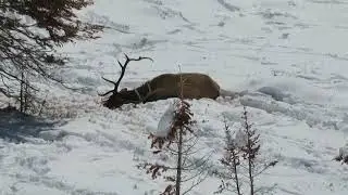 Colorado Elk Hunt 2018 White River NF Small