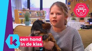 een hond in de klas
