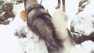 Malamute hiking in snow mountain
