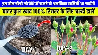 How to get maximum flowers on rose plant / Hundreds of buds appeared just by adding 3 things to t...