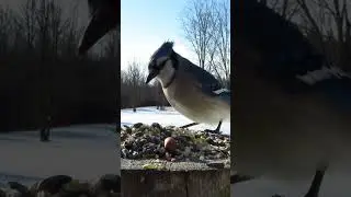 Blue jay hops up for a little breakfast