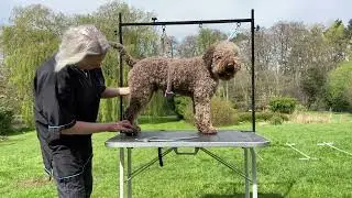 Lagotto Show groom 3