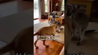 I saved a baby kangaroo... #animalrescue #wildliferescue #babyanimals #unlikelyfriends