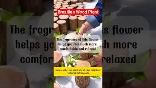Lucky wood Plant | Brazilian Wood Plant | Brazilian Lucky Wood Plant #short #wood #plants #trending