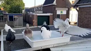 Duiven & Bad