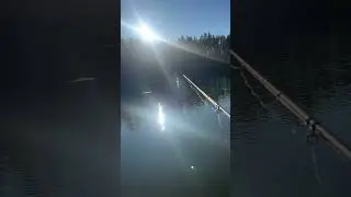 Рыбалка сегодня 11.11.2025 #жизнь #рыбалка #вайб #fishing #спининг