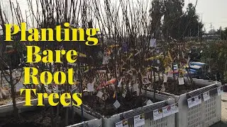 Bare Root Fruit Trees! How to select plant & prune