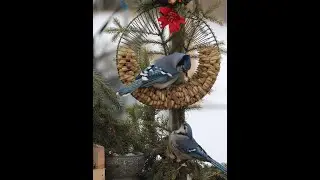 January - Bird of the Month: Blue Jay!