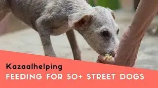 Feeding For 50+ Street Dogs In Delhi | NGO For Street Dogs
