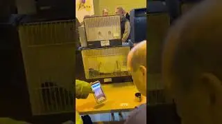 Cambridge bird sale.New 2022
