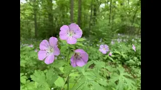 Wild Geranium Population in Manhattan