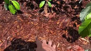 How to identify avocado heat stress