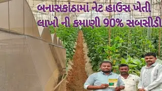 ગ્રીન હાઉસમાં ખીરા કાકડીની ખેતી!Shedhouse Kheti નેટ હાઉસ ખેતી!Polyhouse સબસિડી Gujarat Banaskantha