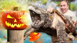 Feeding All My Animals Pumpkin for Halloween!