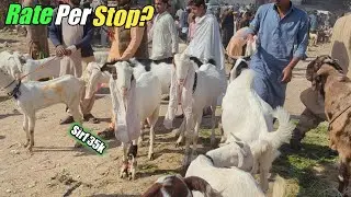Bhains Bakra mandi Latest Update | 14 Jan 2026 | Rates Ka Dhamaka Sode Bargaining 😍🐐