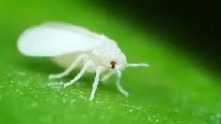 Whitefly Attack on Cotton Crops and Pest Control