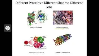 Ch 5 Protein Polymers and Folding