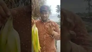 Я нашёл цветок Кьюда || Используется для ароматизаторов и духов #вирусный #шорты