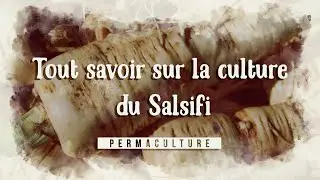 Tout savoir sur la culture du salsifis #permaculture #legumesanciens