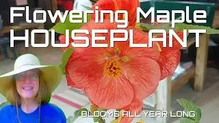 Houseplant that Flowers All Season - Flowering Maple Plant