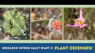 Research Intern Haley (Part One): Plant Defense