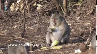 The crab-eating macaque ,Macaca fascicularis, also known as the long-tailed macaque