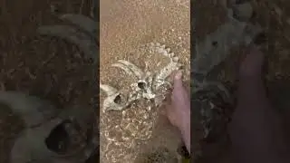 Crazy beach discovery! 😲