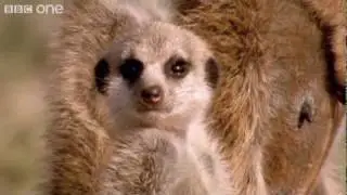 Funny Talking Animals - Walk On The Wild Side - Episode Two Preview - BBC