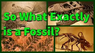 What is a Fossil? | An Oversimplified Explanation | Prehistory in the Dark