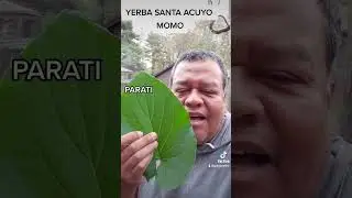 HOJAS DE YERBA SANTA ACUYO MOMO