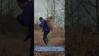 Tea Plant Pruning & Cutting Propagation