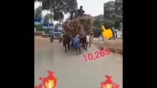 Hebandi bullocks lifting a heavy sugarcane load
