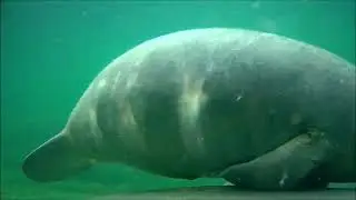 A nice close up look at a manatee calf at Blue Spring