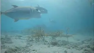 Sunday morning bait cloud 11 6 16 Bonaire Underwater Cam
