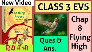 EVS Class 3 Flying High, Question & Answers in Hindi,NCERT, flying high class 3 question and answer