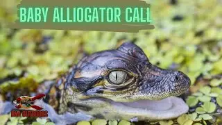 Baby Alligator Call Loop 🐊🐊🐊