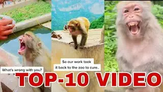 Madar Monkey Kill Her Baby / TOP-10 VIDEO