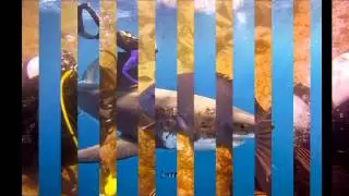 Lets Go Adventures - Dive Nelson Bay