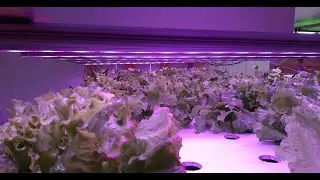 24w grow bar light timmer and dimmer for veg and clone