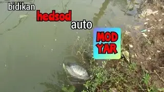 PASER IKAN PARALON BERULAH LAGI AJA!! || NEMBAK IKAN MUJAER NILA
