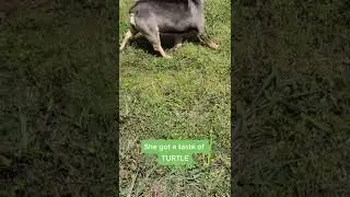 Turtle bites dog&rsquo;s tongue
