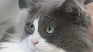 Trap, Neuter, Release
