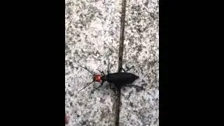 Blister Beetle with red head, Epicauta hirticornis