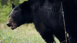 Un ours noir qui mange des pissenlits en Parc national du Mont-Riding