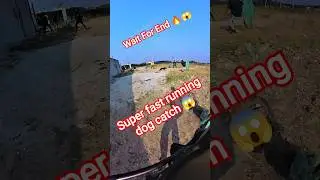 Dog Catching Open Area #shorts @dogpublicsafety