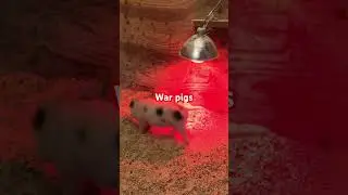War pigs #animals #funny #pig #piggy