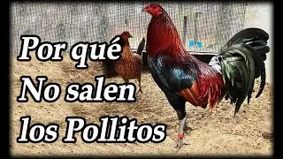 Porque no salen los Pollitos